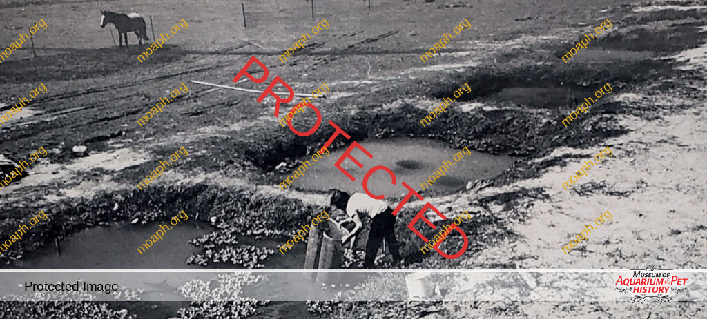 1975 Florida Tropical Fish Farmer: Gateway Aquatics