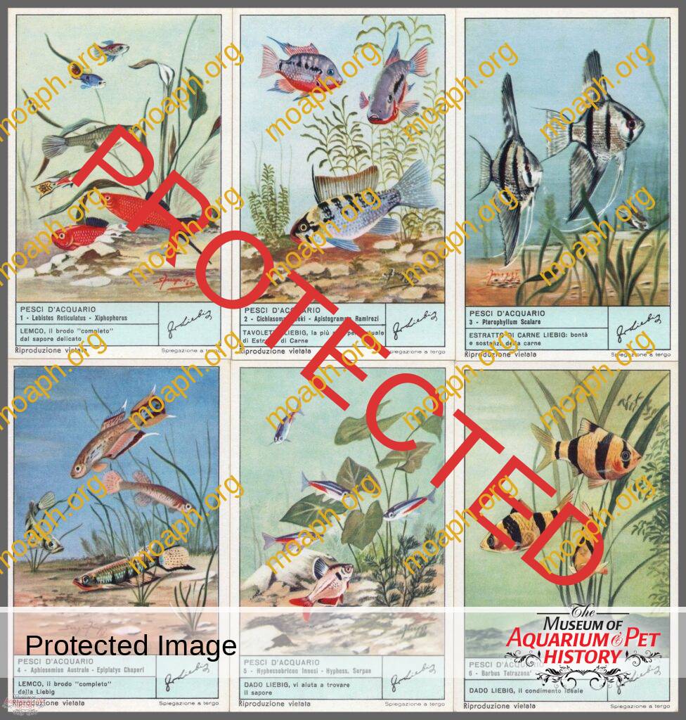 An Overview of Aquarium and Aquatic Life Trade Cards Issued by the Tobacco, Coffee, and Food Companies of Yesteryear