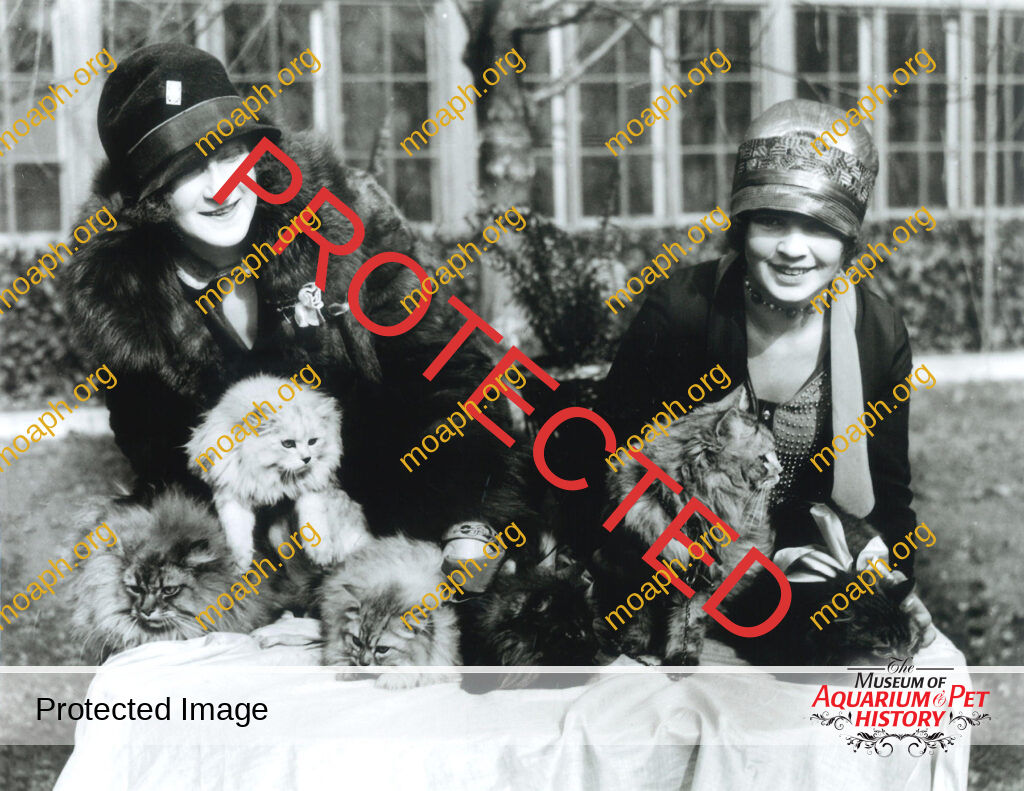 Persian Cats, Flapper Dress Ladies