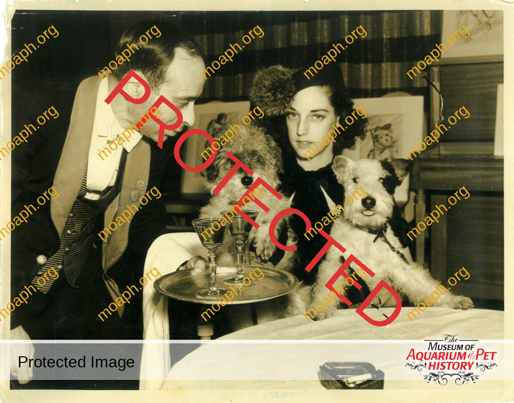 Pets Go To Cocktail Party