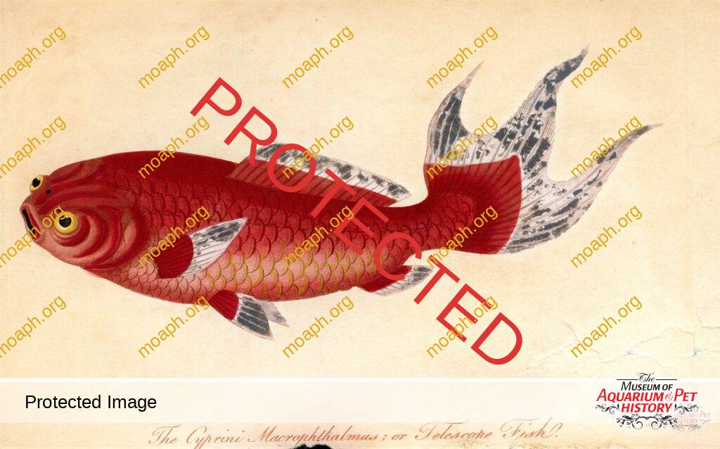 Goldfish - A Written and Visual Overview from the 1700s and Early 1800s