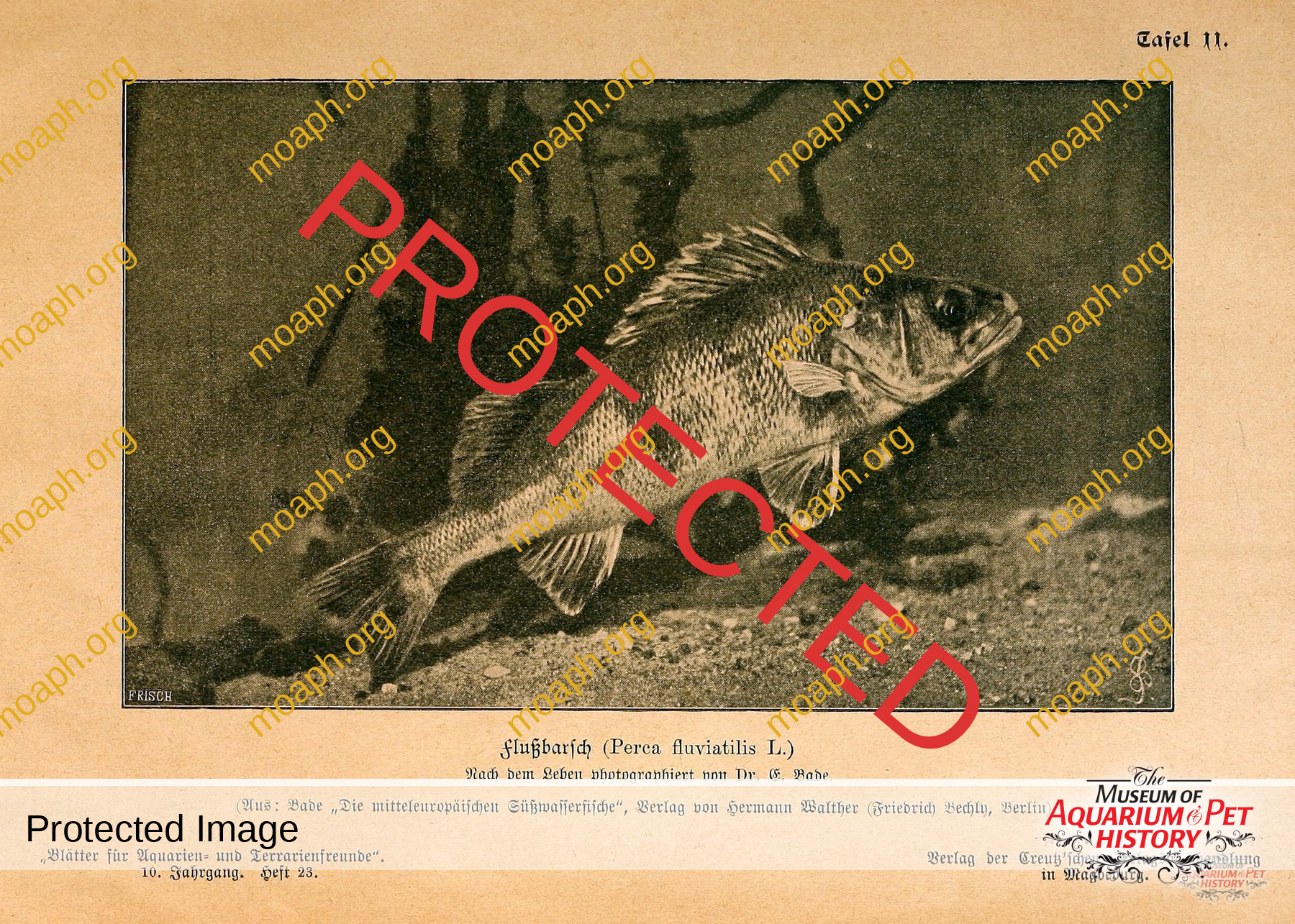 Antique Portraits002