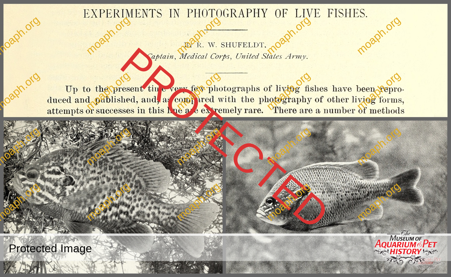 Antique Portraits004