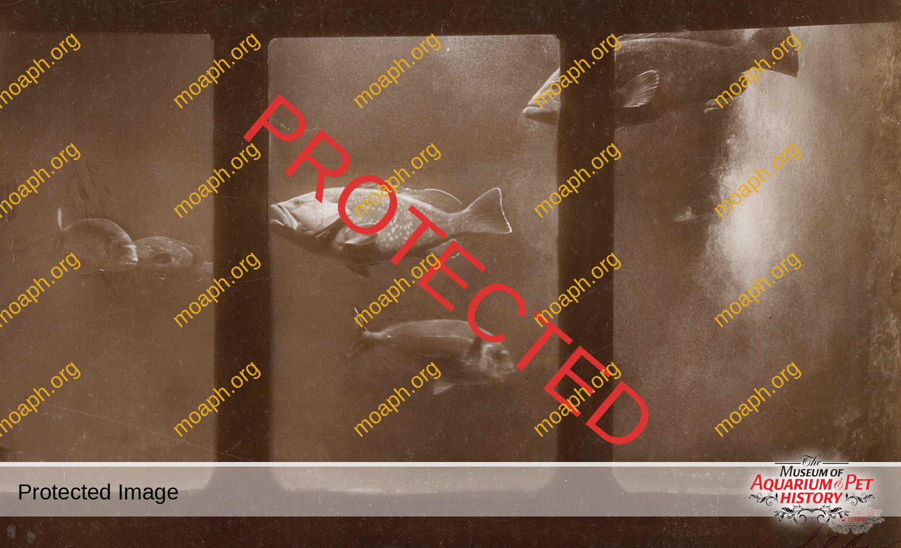 Antique Portraits010