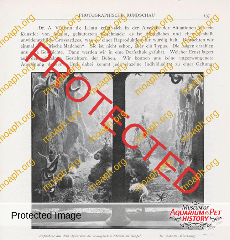 Gezicht op zeesterren in een aquarium te Napels Aufnahme aus dem Aquarium der zoologischen Station zu Neapel (titel op object) View of starfish in an aquarium NapelsAufnahme aus dem Aquarium of Zoologischer Station zu Naples (title object) Property Type: