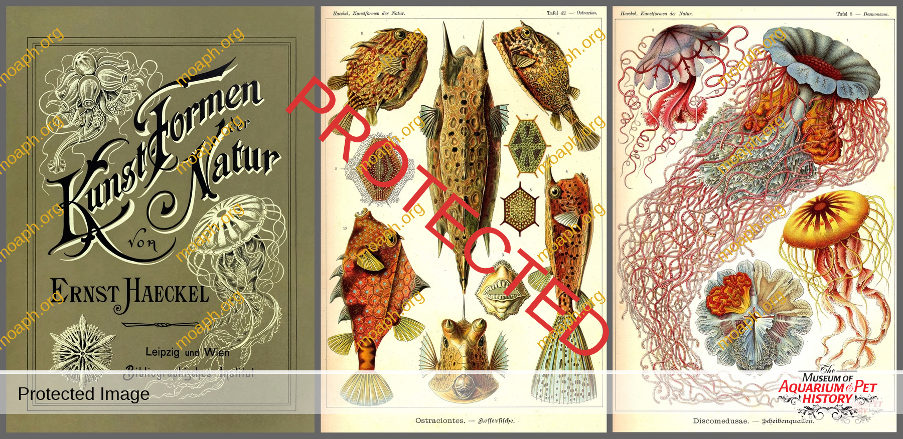 Kunstformen der Natur (Art Forms in Nature) front cover of third edition illustrated by Ernst Haeckel (1834-1919), lithograph by Adolf Giltsch (1852-1911) and published by Bibliographisches Institut between 1899 and 1904. See more information below.