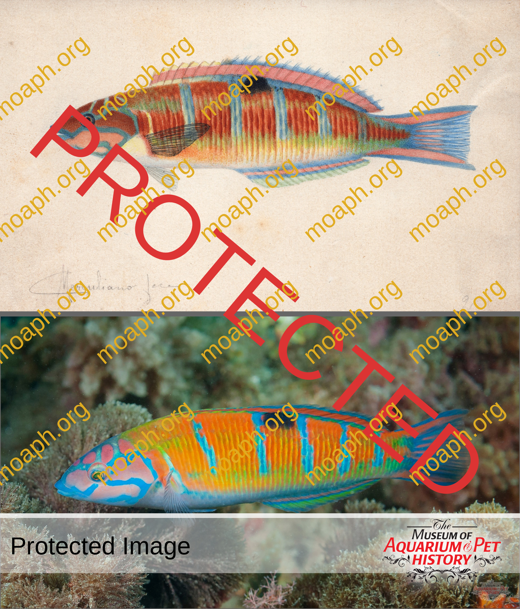 Antique Portraits014