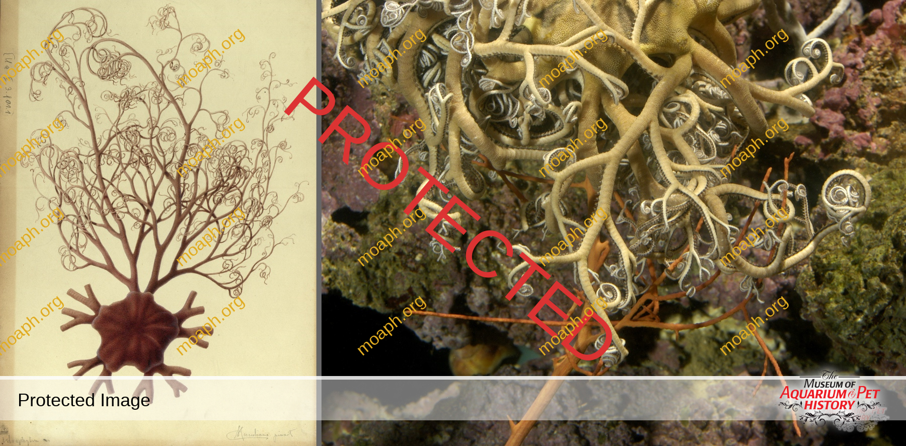 Antique Portraits016