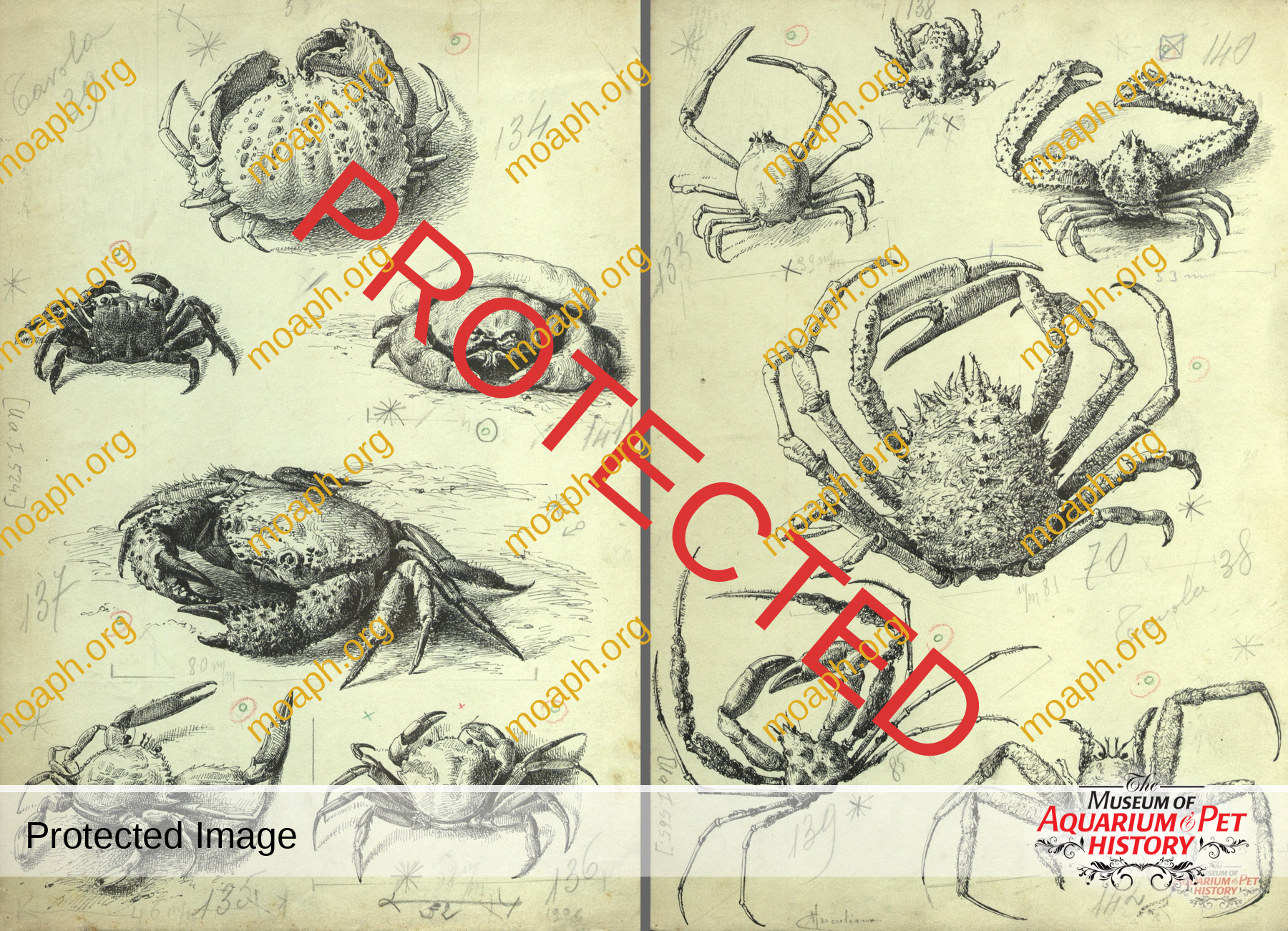 Antique Portraits019