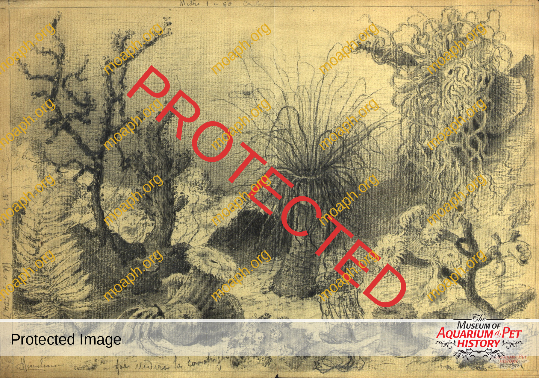 Antique Portraits020