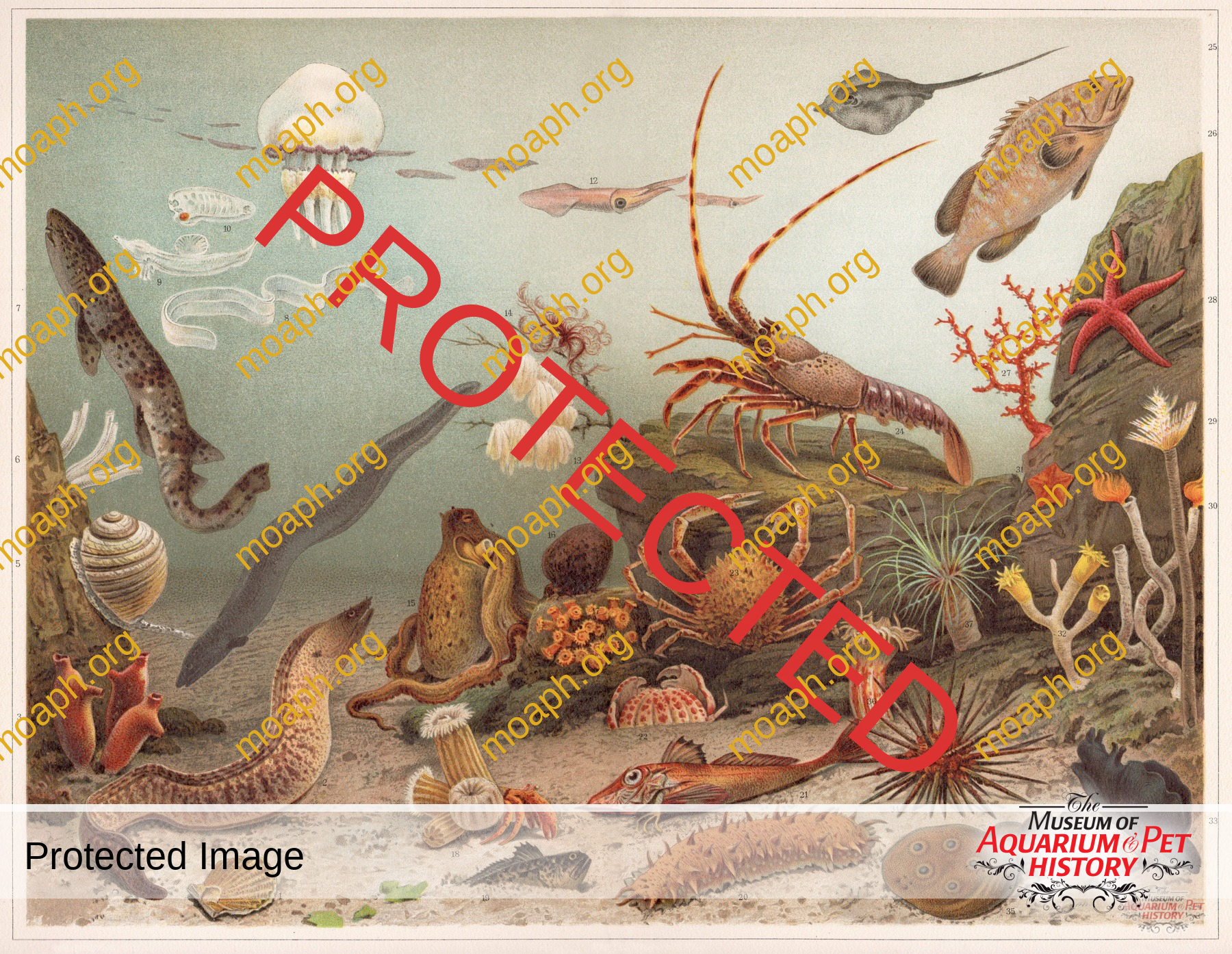 Antique Portraits021