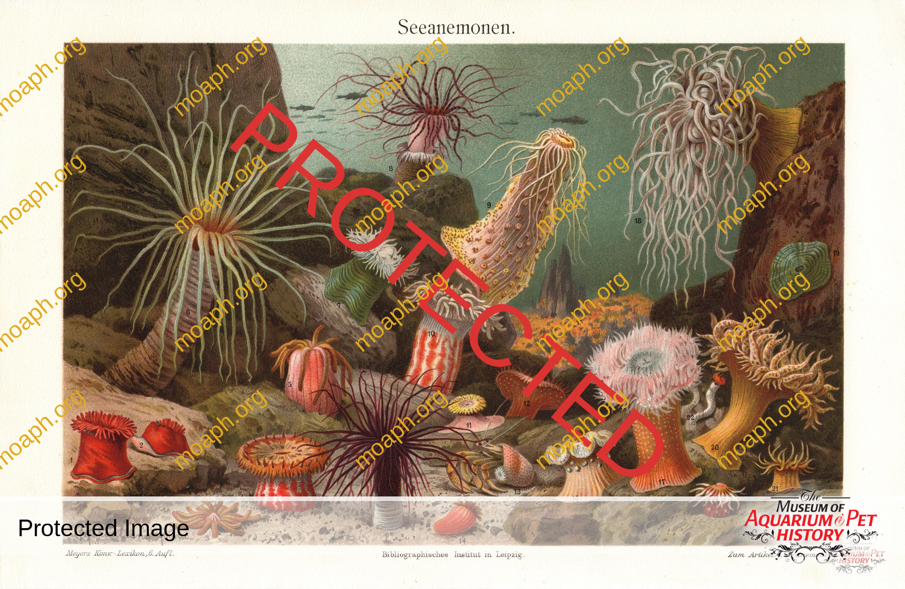 Antique Portraits022