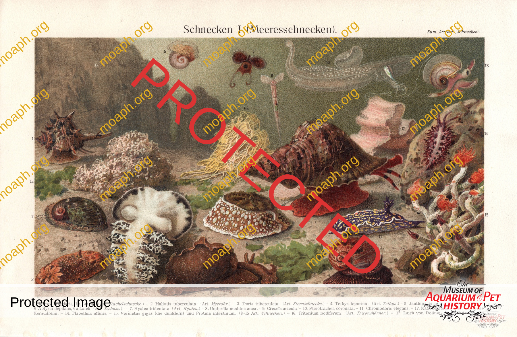 Antique Portraits024