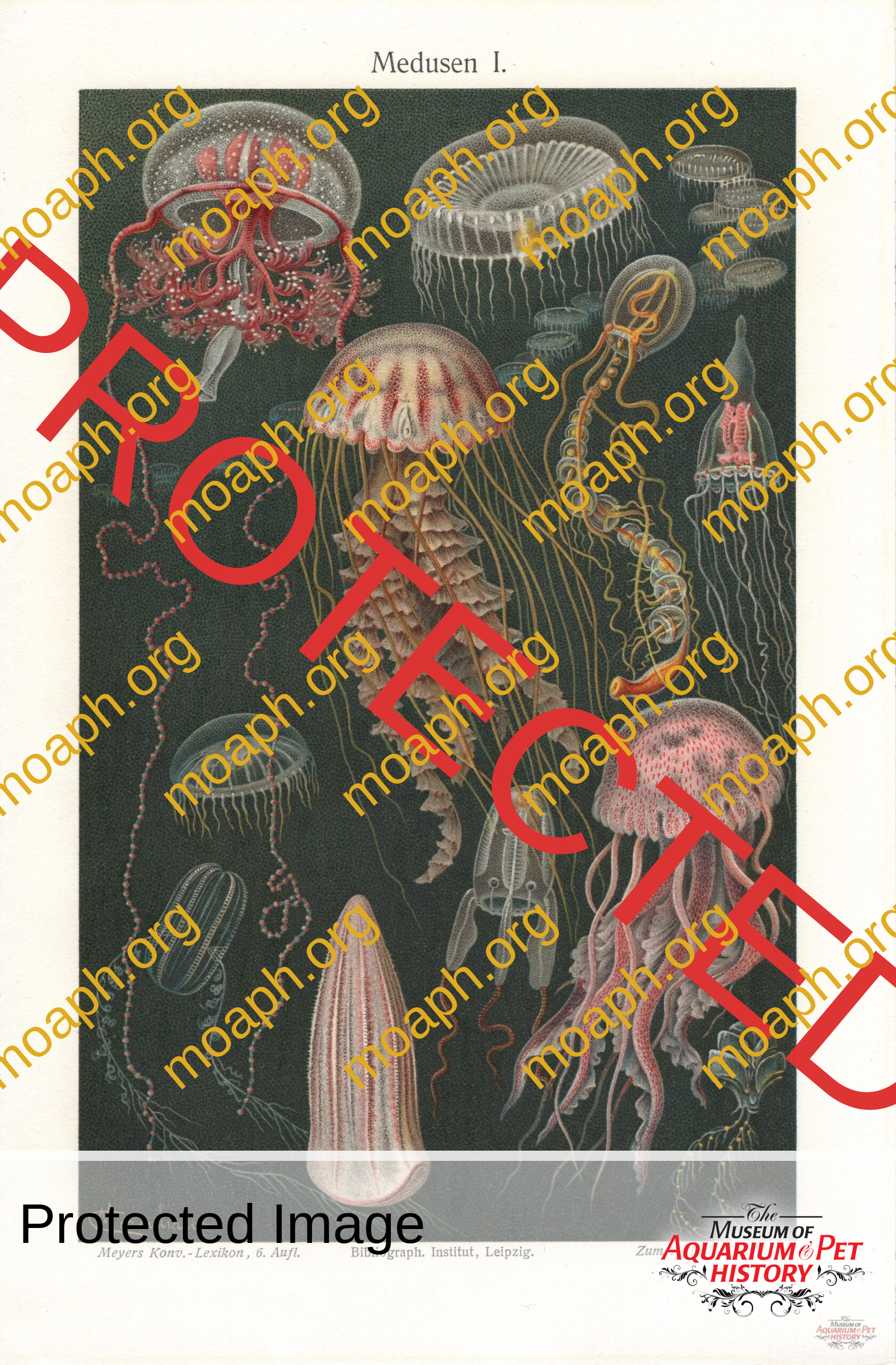 Antique Portraits025