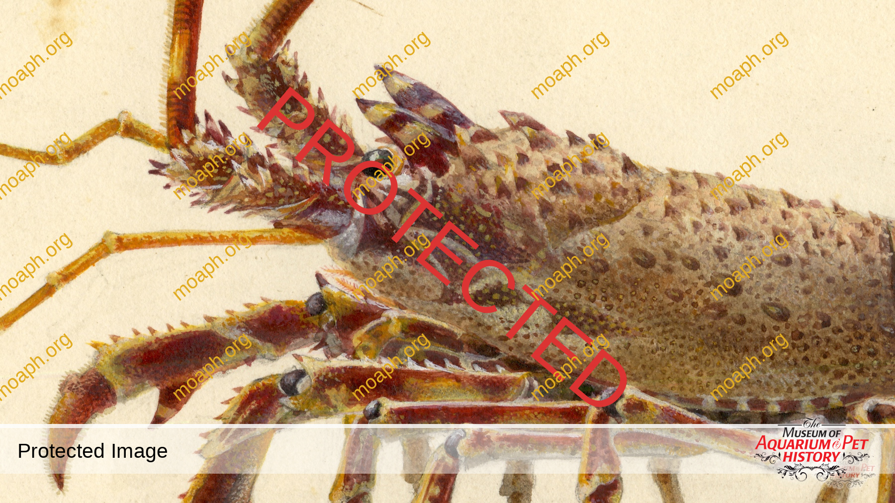 Antique Portraits027