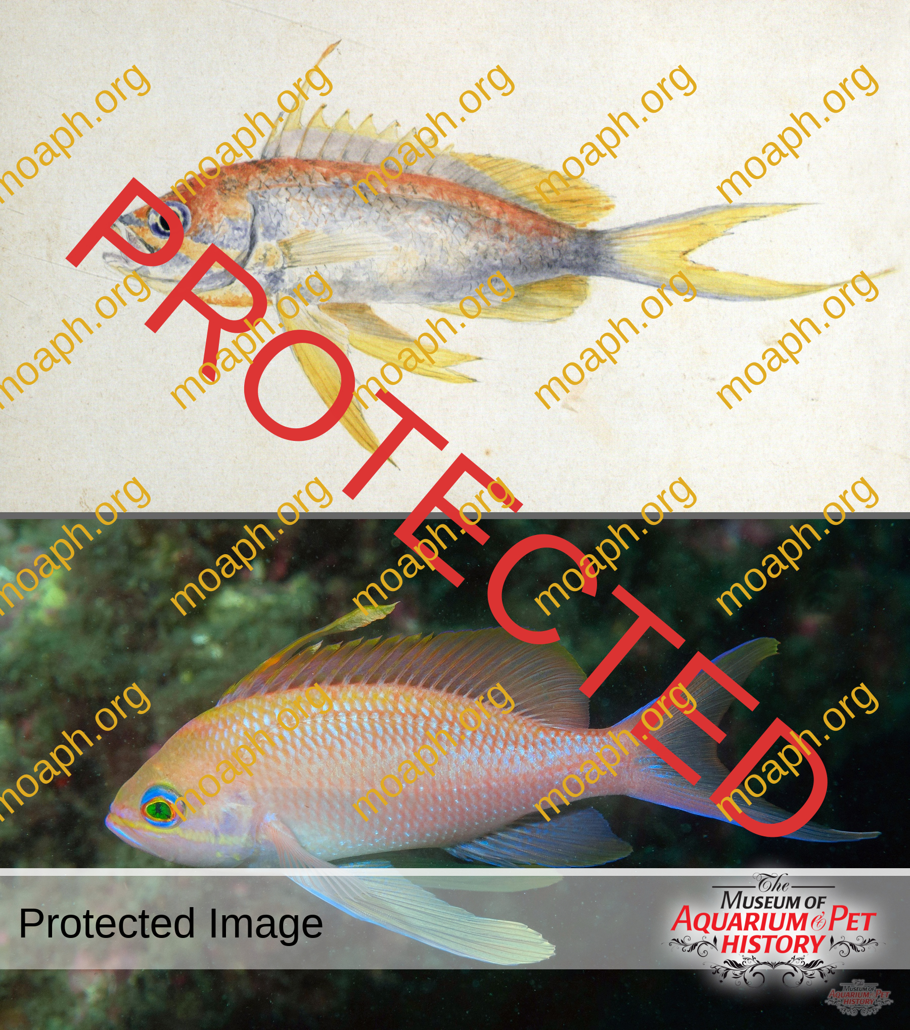 Antique Portraits028