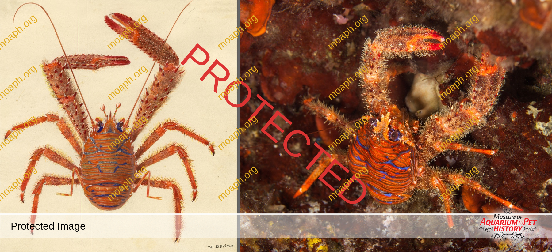 Antique Portraits029