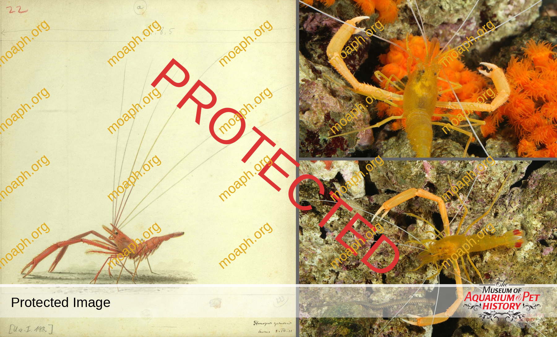 Antique Portraits031