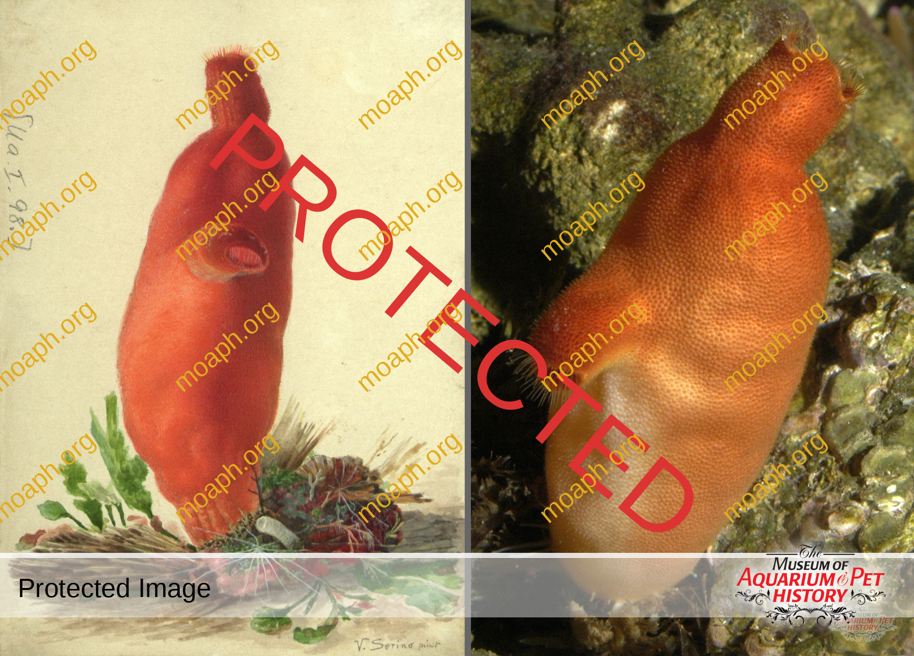 Antique Portraits032