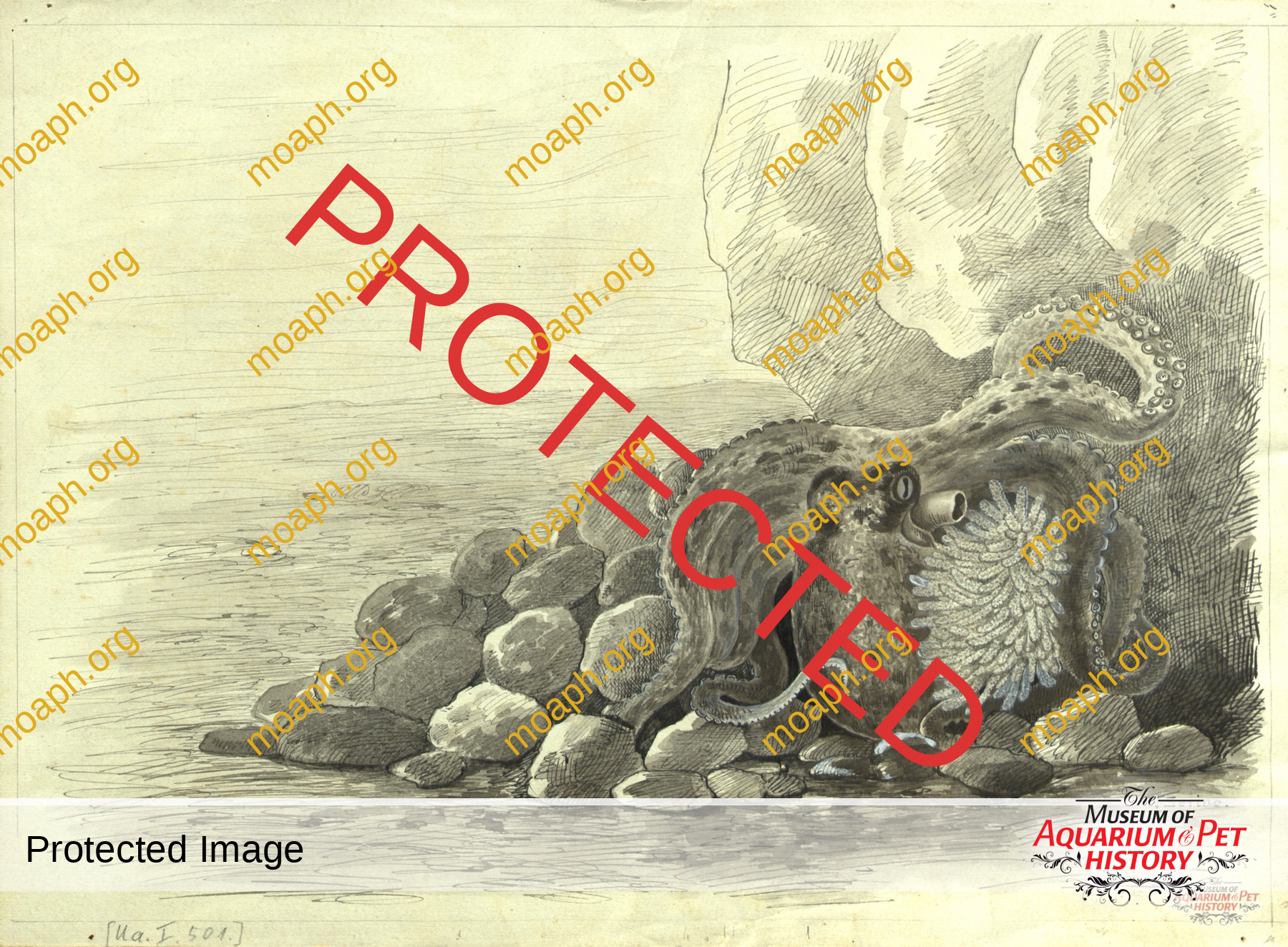 Antique Portraits033