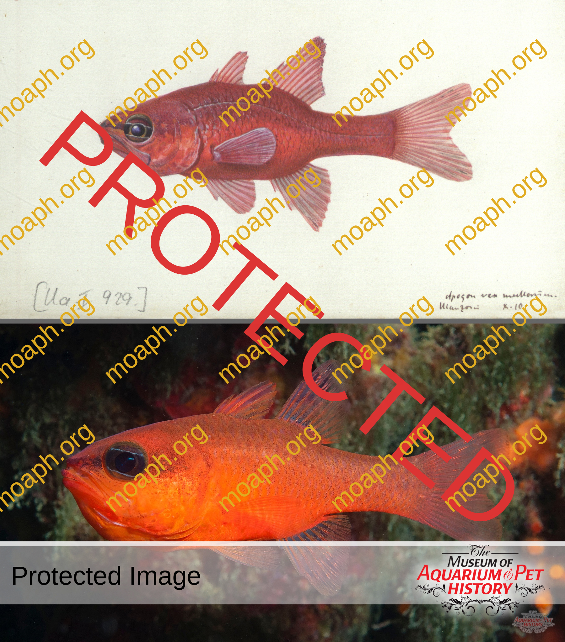 Antique Portraits034