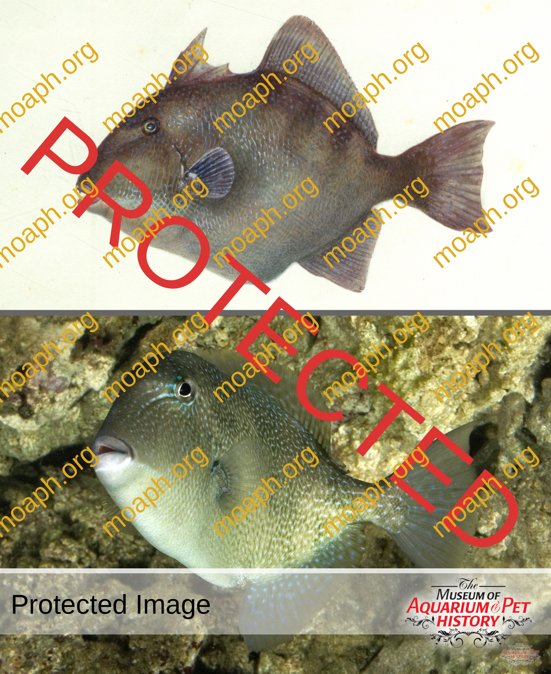 Antique Portraits035