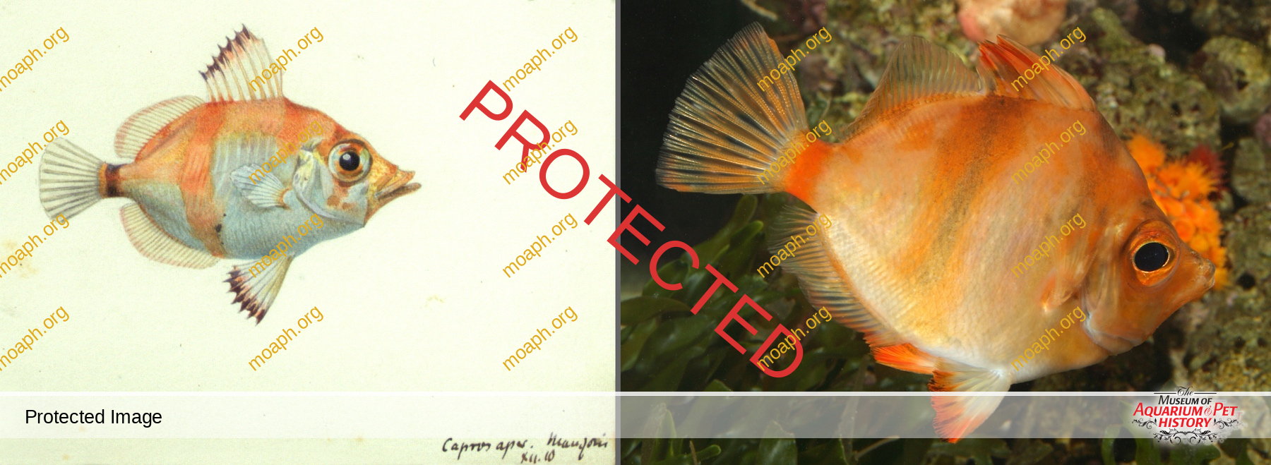 Antique Portraits036