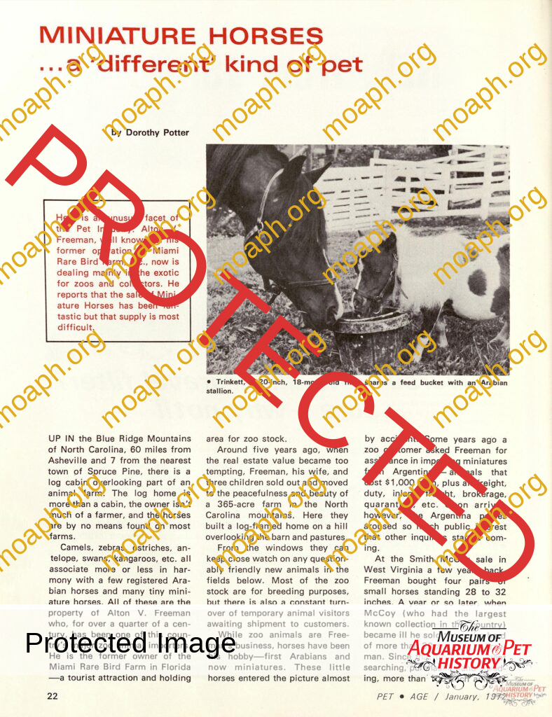 Miniature Horses...a 'different' kind of pet