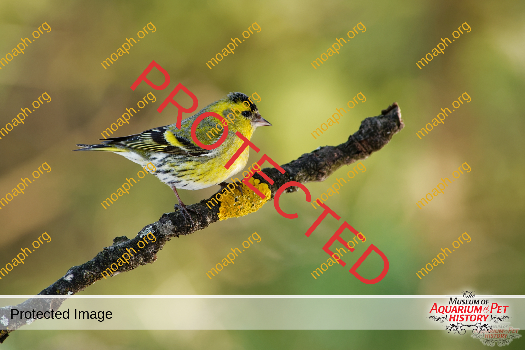 Eurasian,Siskin,-,Spinus,Spinus,Sitting,-,Male,On,The
