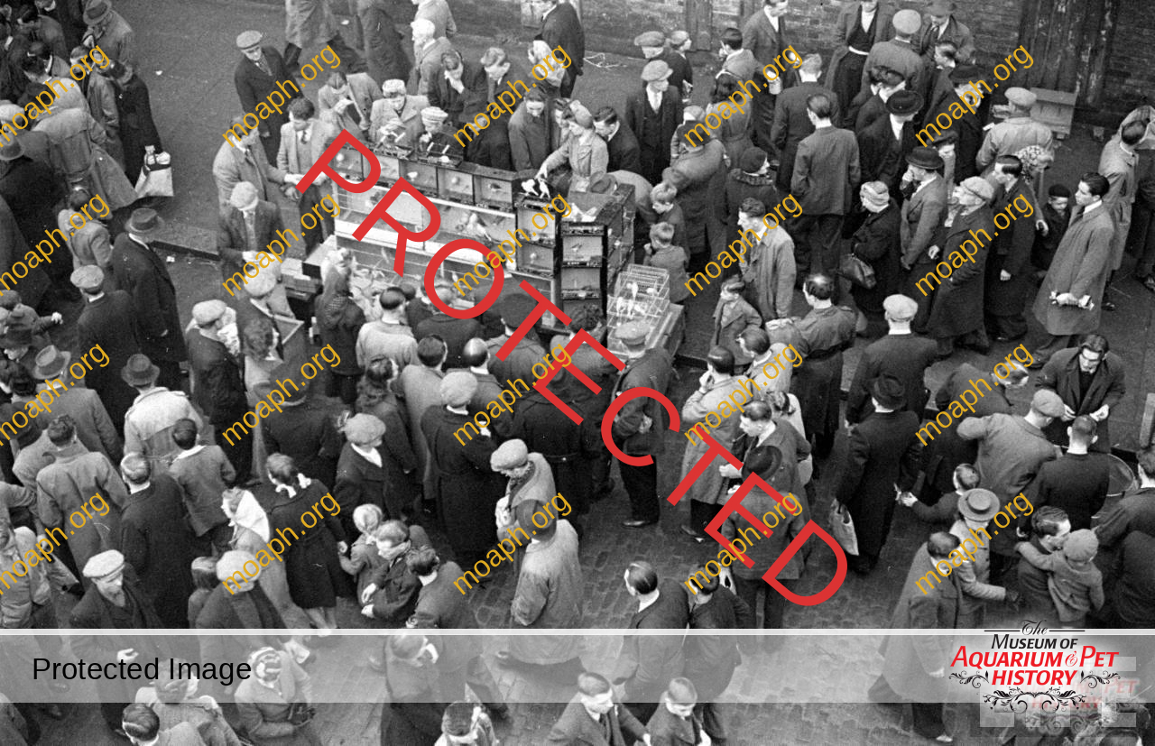 bird-trapping-photo03