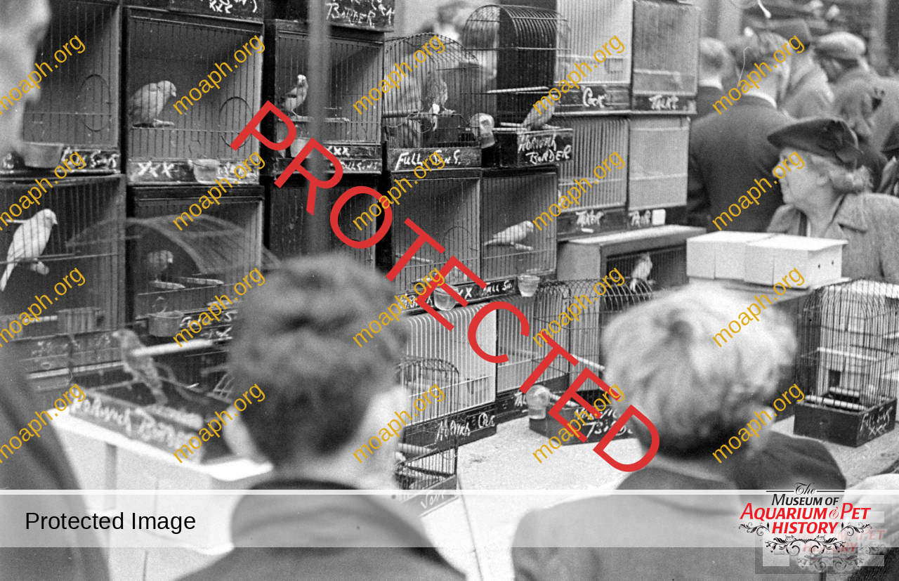 bird-trapping-photo04