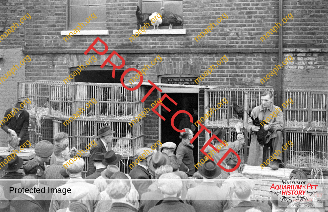 bird-trapping-photo05