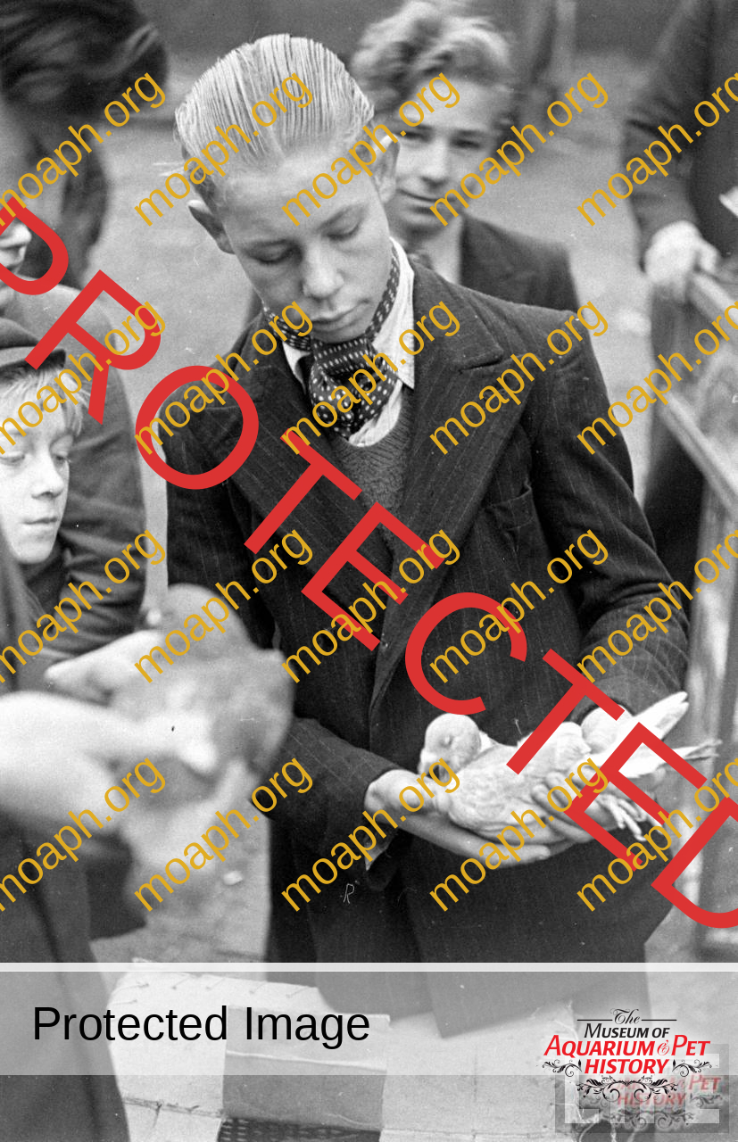 bird-trapping-photo06