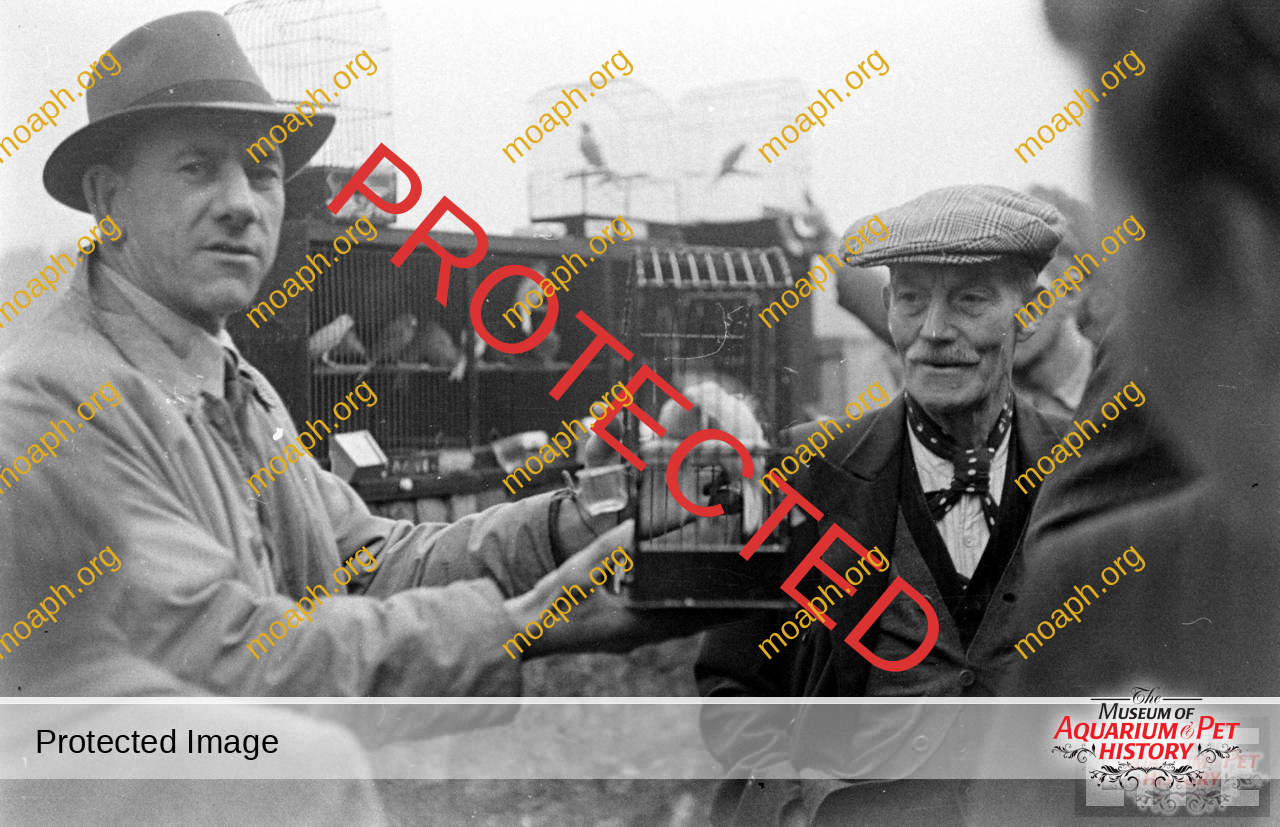 bird-trapping-photo07