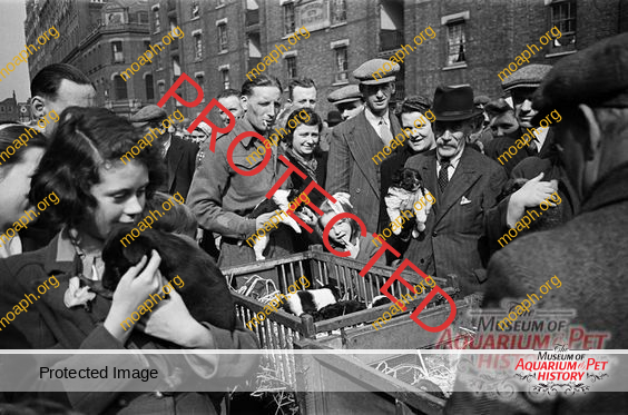 bird-trapping-photo09