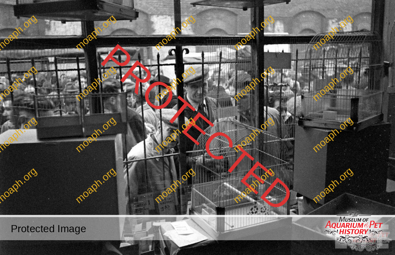 bird-trapping-photo10