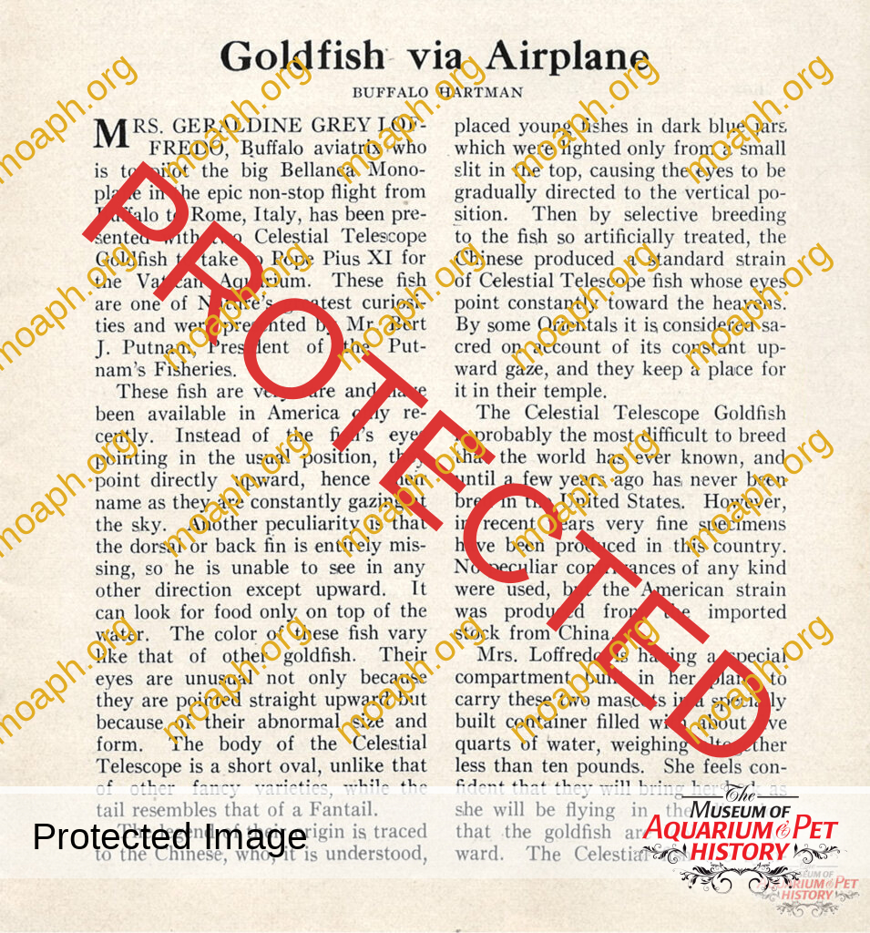Goldfish via Airplane
