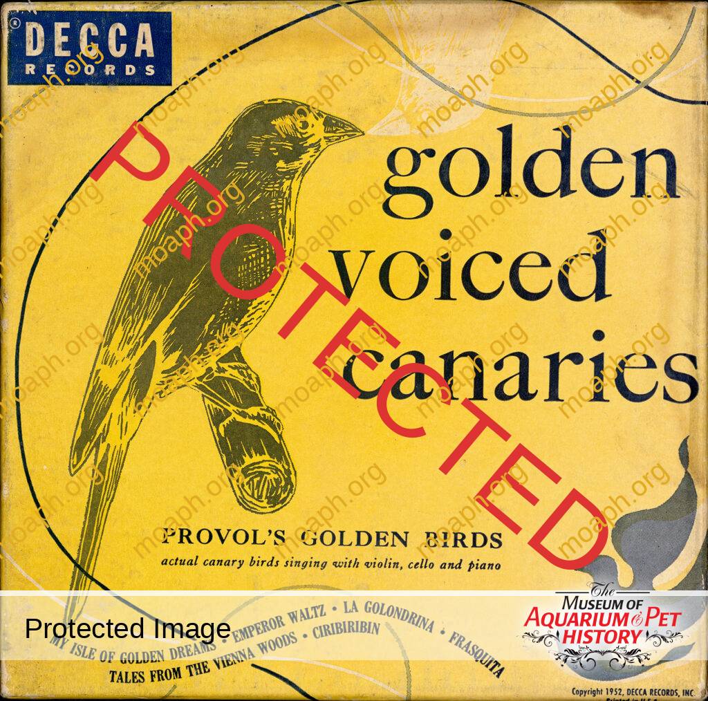 Golden Voiced Canaries