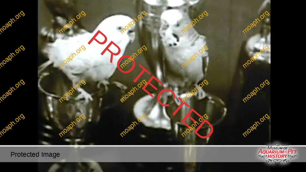 MOAPH 8mm Films - Vintage Canary Tricks from 1920s France