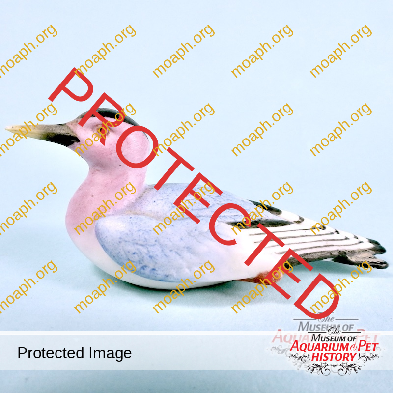 For the (Water) Birds