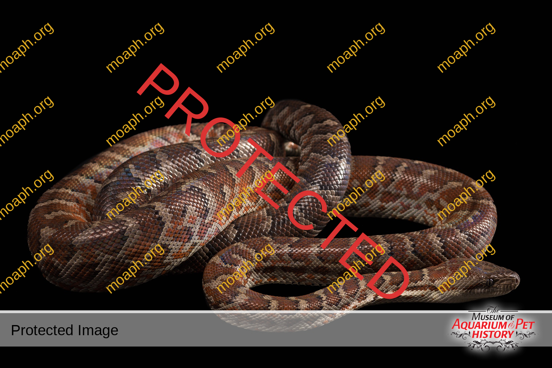 Hispaniolan boa, Chilabothrus or epicrates striatus