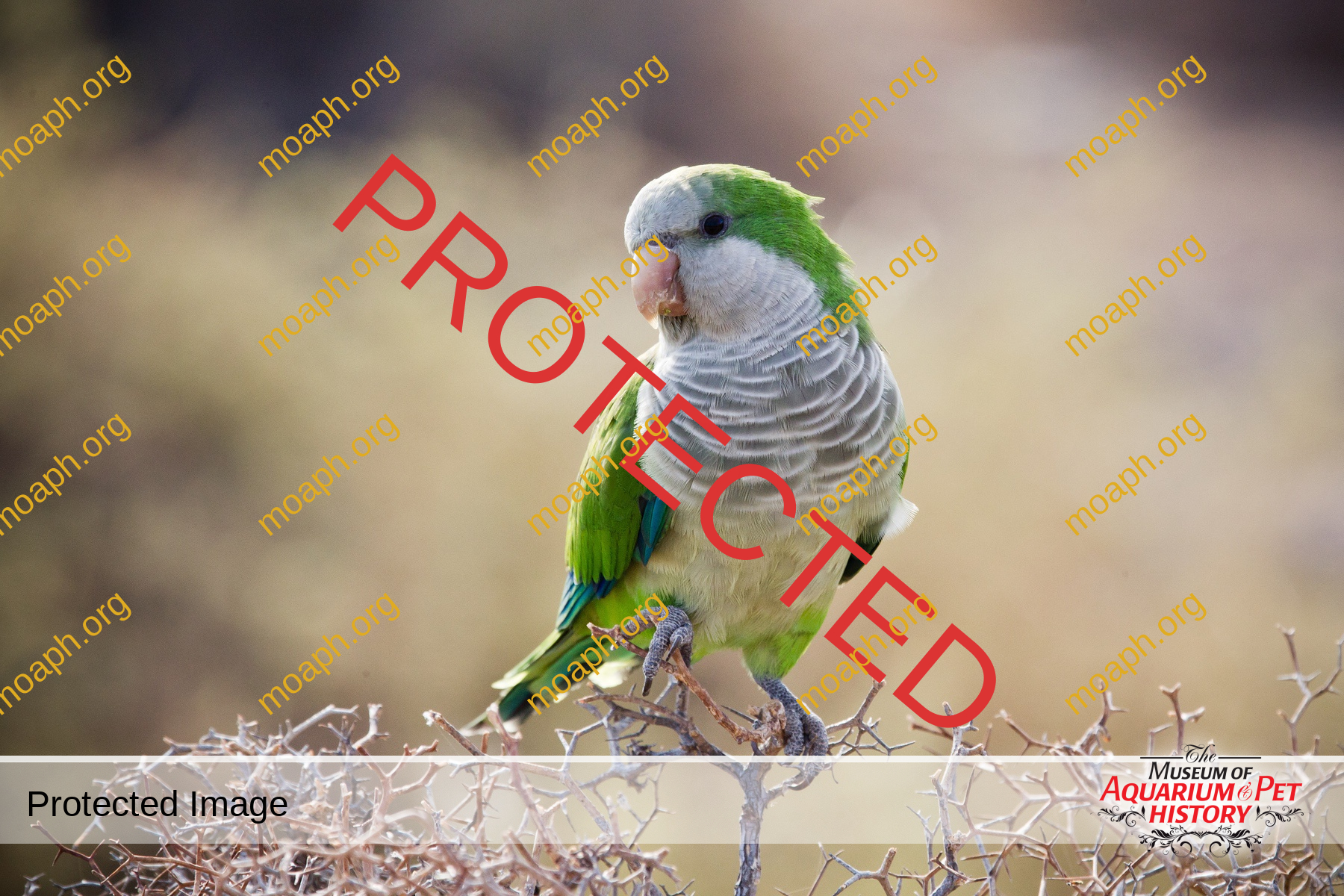 Quaker Parrot na krzaku