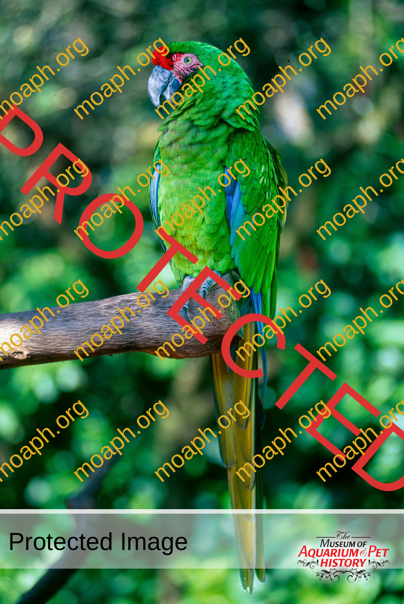 Military macaw perched on tree limb