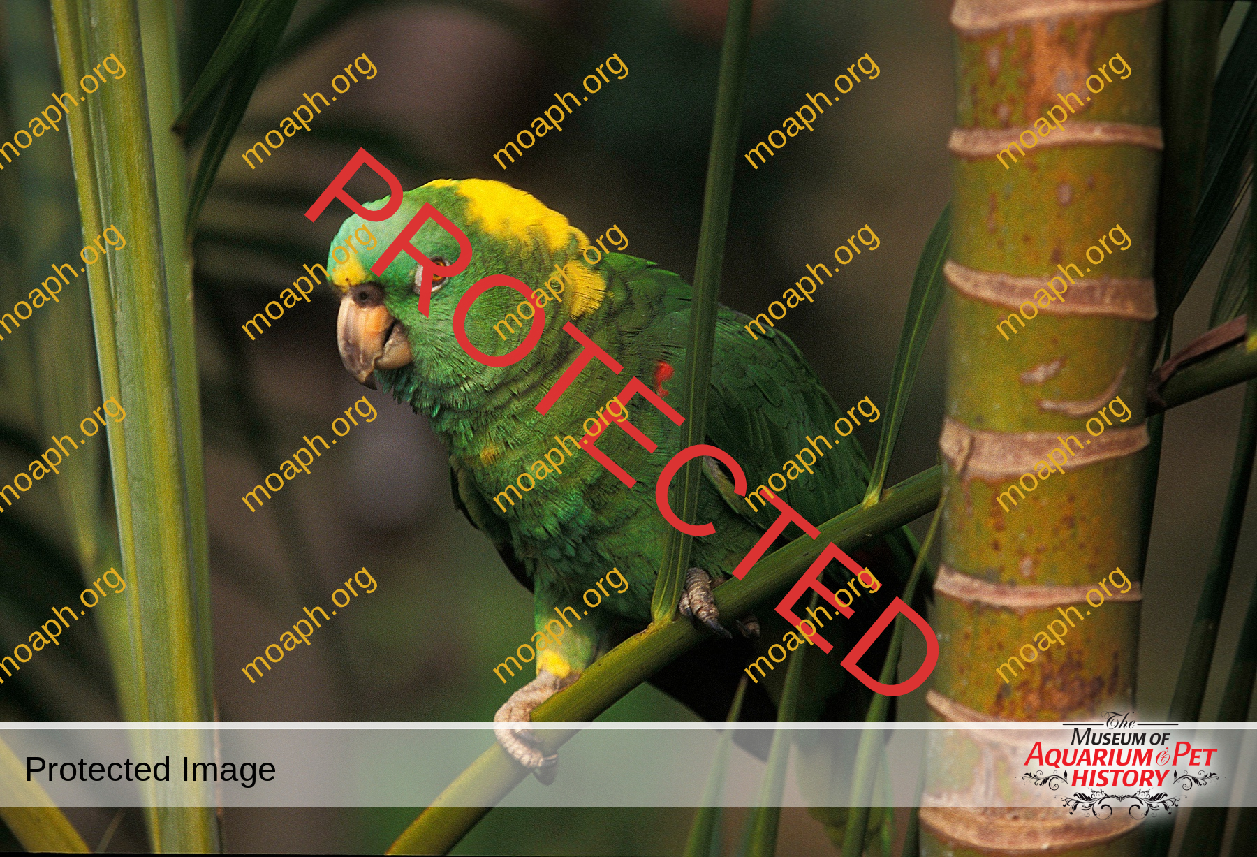 Yellow-Naped Amazon Parrot, amazona auropalliata, Adult standing on Branch