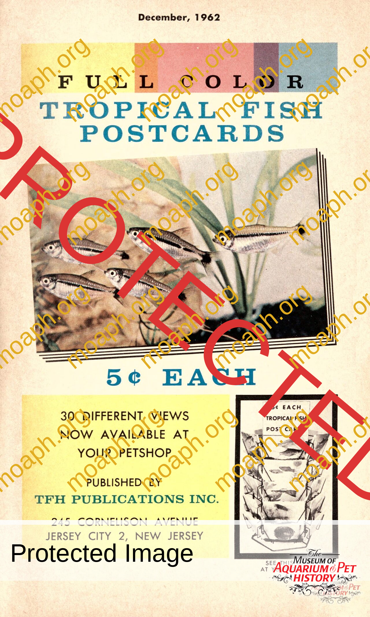 Full Color Tropical Fish Note Cards The Museum Of Aquarium And Pet