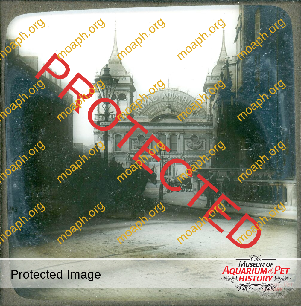 Rare Glass Slides from the 1800s