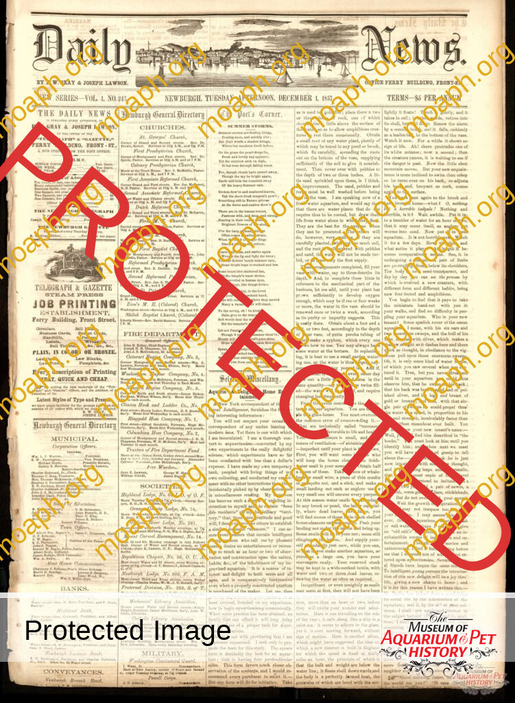 Aquaria - A Delightful Home Entertainment (Daily News, December 1, 1857)