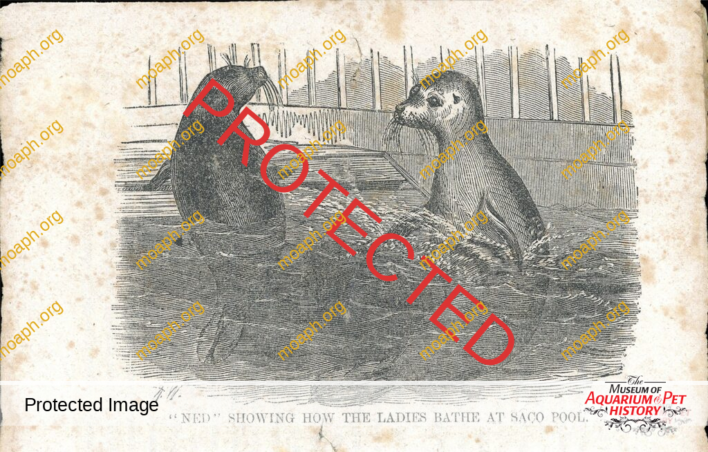 The Domestic History of the Learned Seals, "Ned" and "Fanny" at the Boston Aquarial Gardens