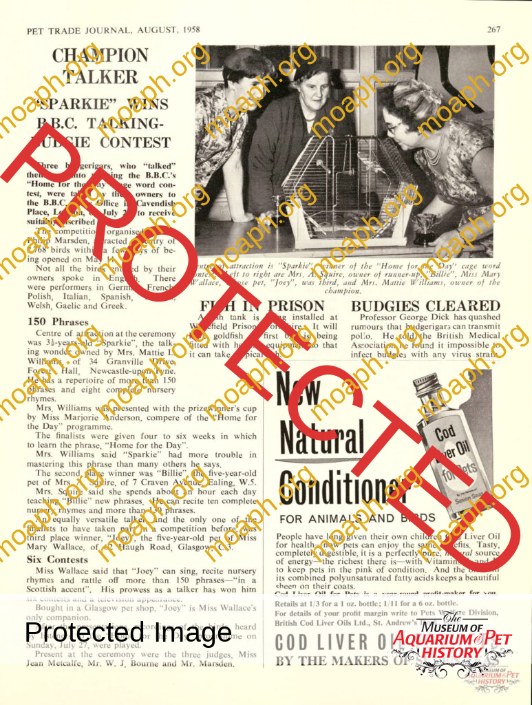 Champion Talker "Sparkie" Wins B.B.C. Talking-Budgie Contest