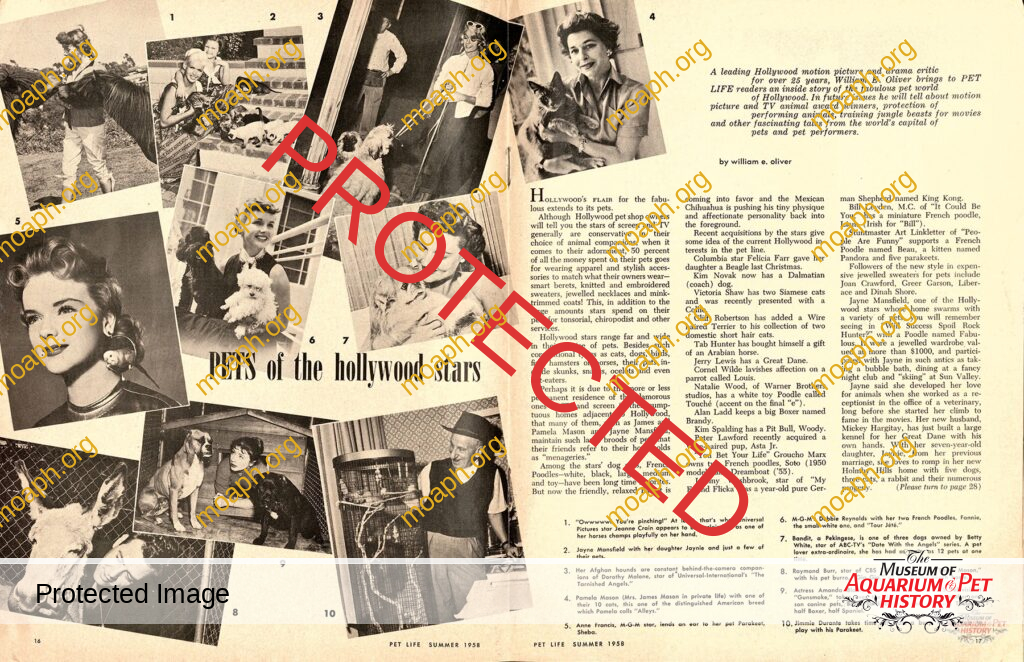 Pets of the Hollywood Stars